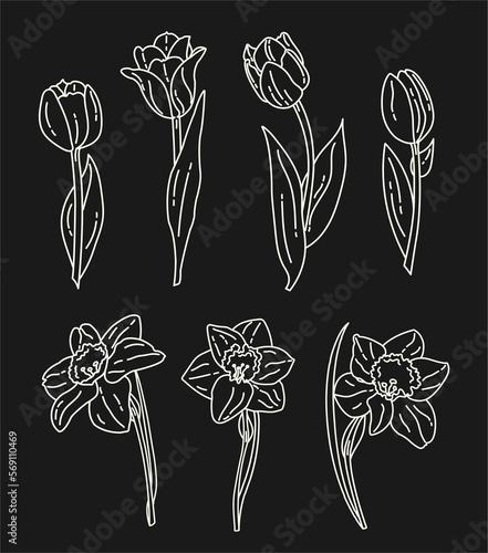 doodle set with daffodils and tulips on a black background with white lines. Vector advertising spring poster