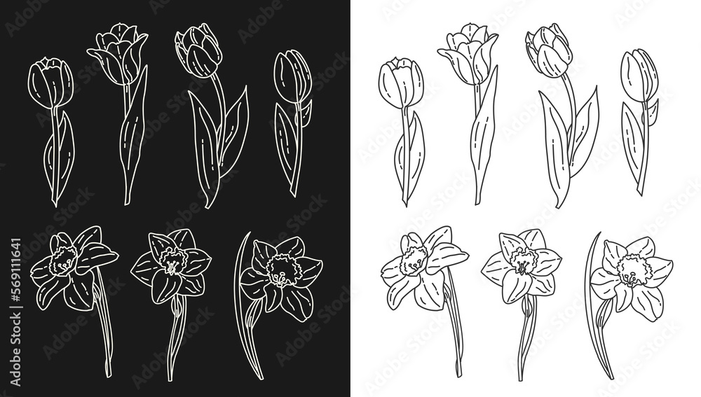 doodle set with daffodils and tulips on a black and white background with drawn lines. Vector advertising spring poster