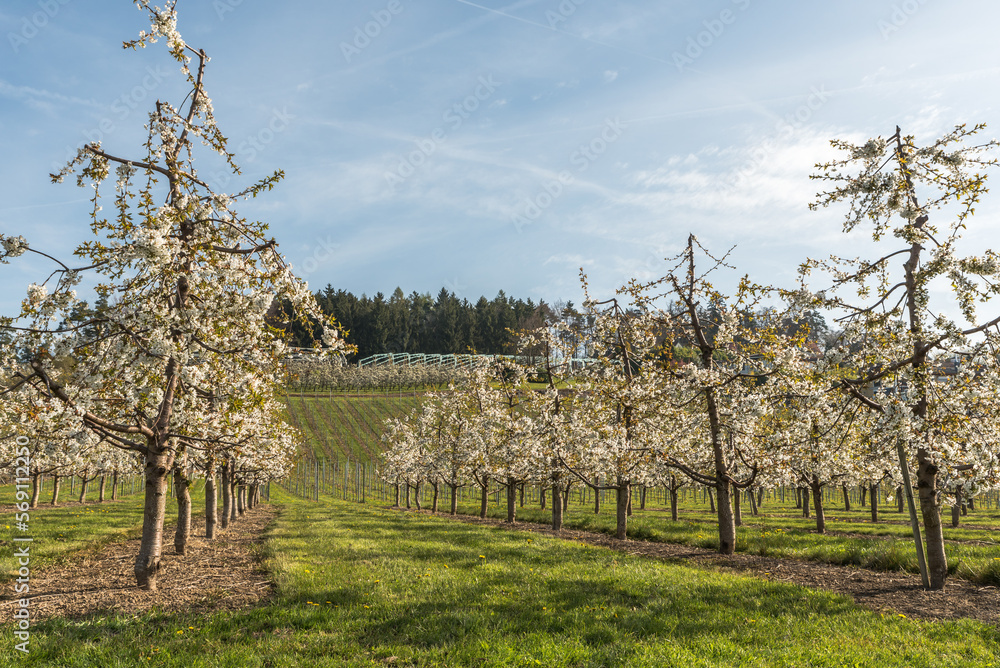 Blooming cherry trees in orchard, Kressbronn am Bodensee, Baden-Wuerttemberg, Germany