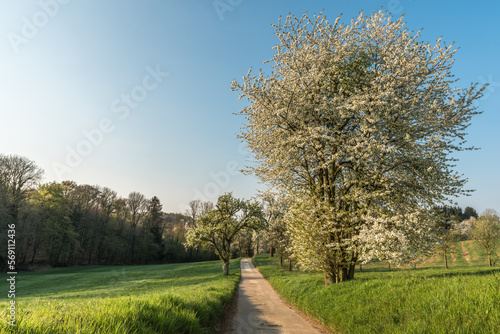 Rural area in spring with footpath, cultivated fields, blooming trees and blue sky, Baden-Wuerttemberg, Germany