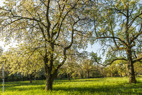 Blooming cherry trees on meadow orchard, Baden-Wuerttemberg, Germany