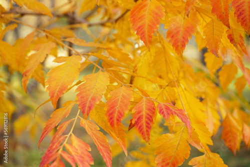 Branches with beautiful autumn leaves in park  closeup