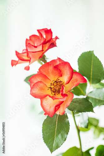 beautiful rose in the vase