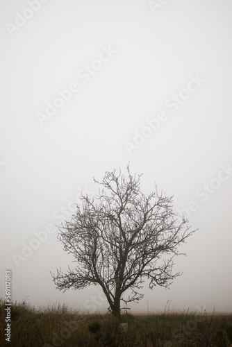 Tree between the fog, Zaragoza province in Spain.