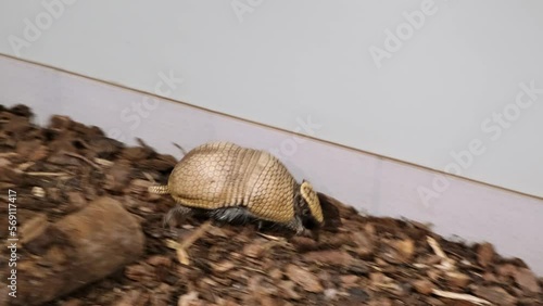 Three-banded armadillo is running by allocated in zoo territory. Funny animals. Tolypeutes matacus. Symbol of letter A on a head. Fast run. Zoo life. Close-up. 4K. photo