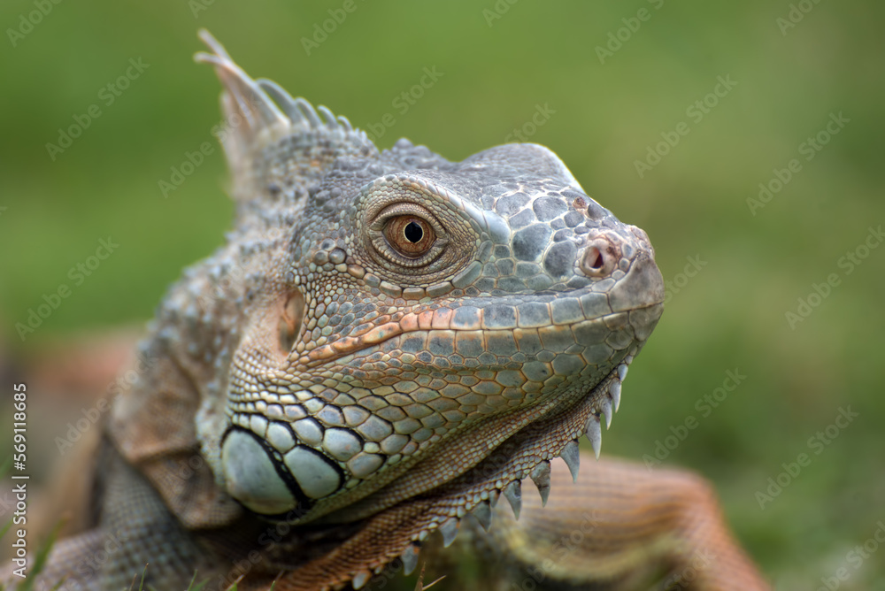 Close up portrait of a common iguana Close up portrait of a common iguana