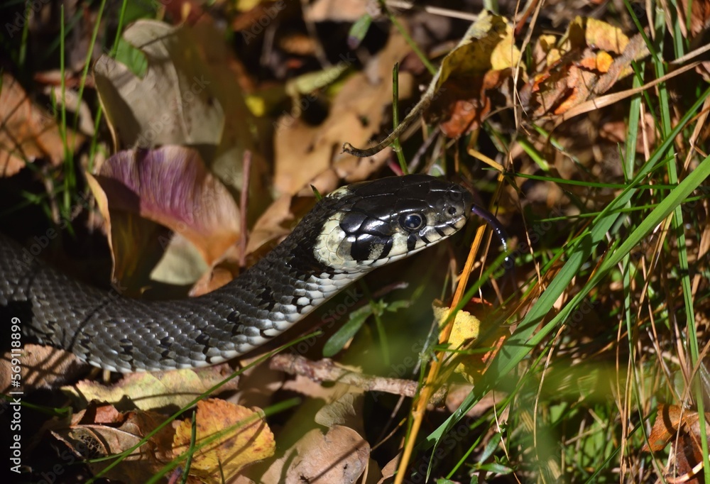 grass snake close up you can clearly see the eye and scales and the forked tongue grass snake close up you can clearly see the eye and scales and the forked tongue