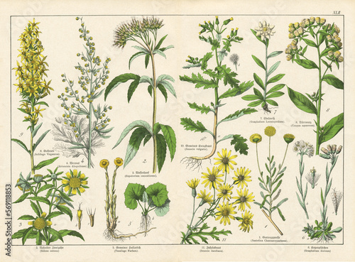 Fotomurale A sheet of antique botanical lithography of the 1890s-1900s with images of plants