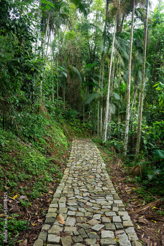 Beautiful view to rustic paved rocky path on green rainforest area