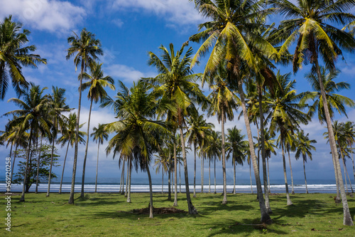 Tropical coconut palm trees facing the ocean in Bali Indonesia
