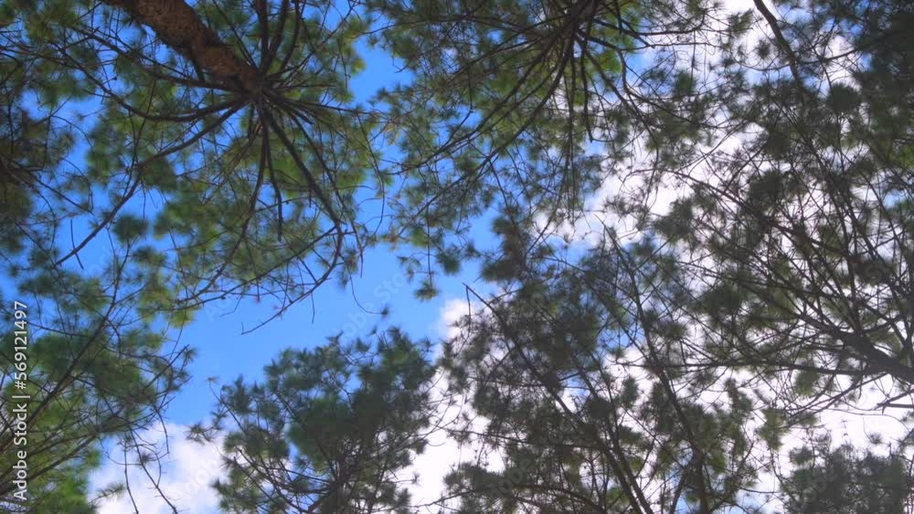 The tip of the pine trees against the background of the sky and clouds in 4K footage video. The tip of the pine trees against the background of the sky and clouds in 4K footage video.