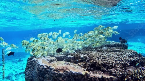 School of acanthurus triostegus - underwater side view photo