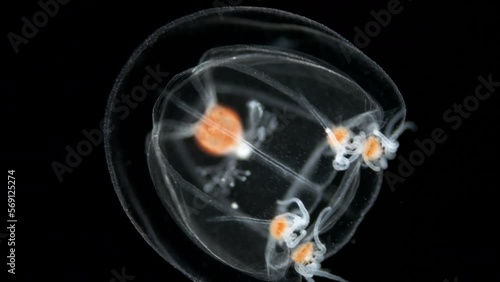 jellyfish family Bougainvilliidae under a microscope, suborder Filifera, perhaps the genus Bougainvillia. White Sea