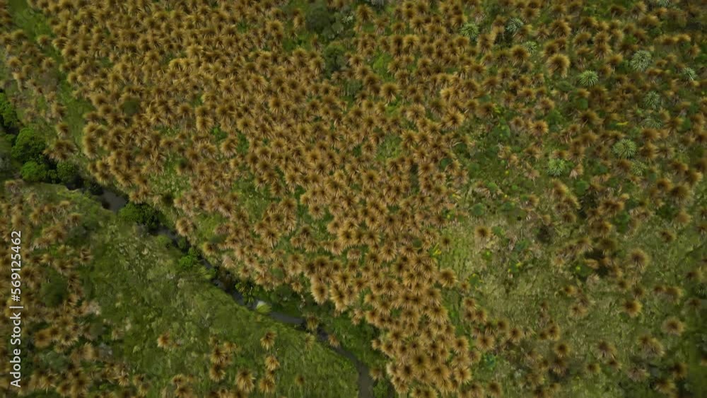 Aerial backwards view of red tussock grass protected area in Southland near Mossburn (New Zealand) Aerial backwards view of red tussock grass protected area in Southland near Mossburn (New Zealand)