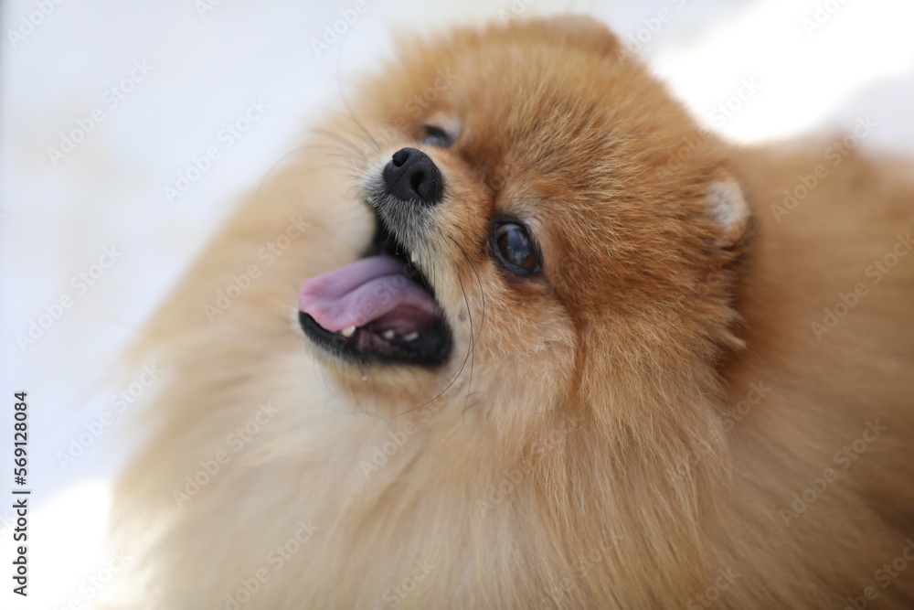 portrait of beautiful pomeranian spitz dog. close up