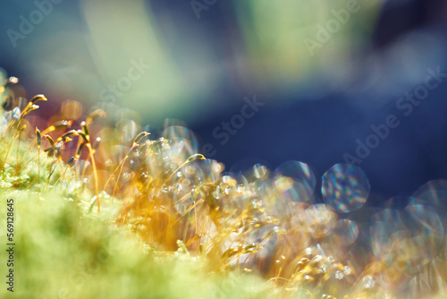 Macro photo of moss Polytrichum commune (haircap, great golden maidenhair, great goldilocks, common haircap moss, or common hair moss) with shallow depth of field photo