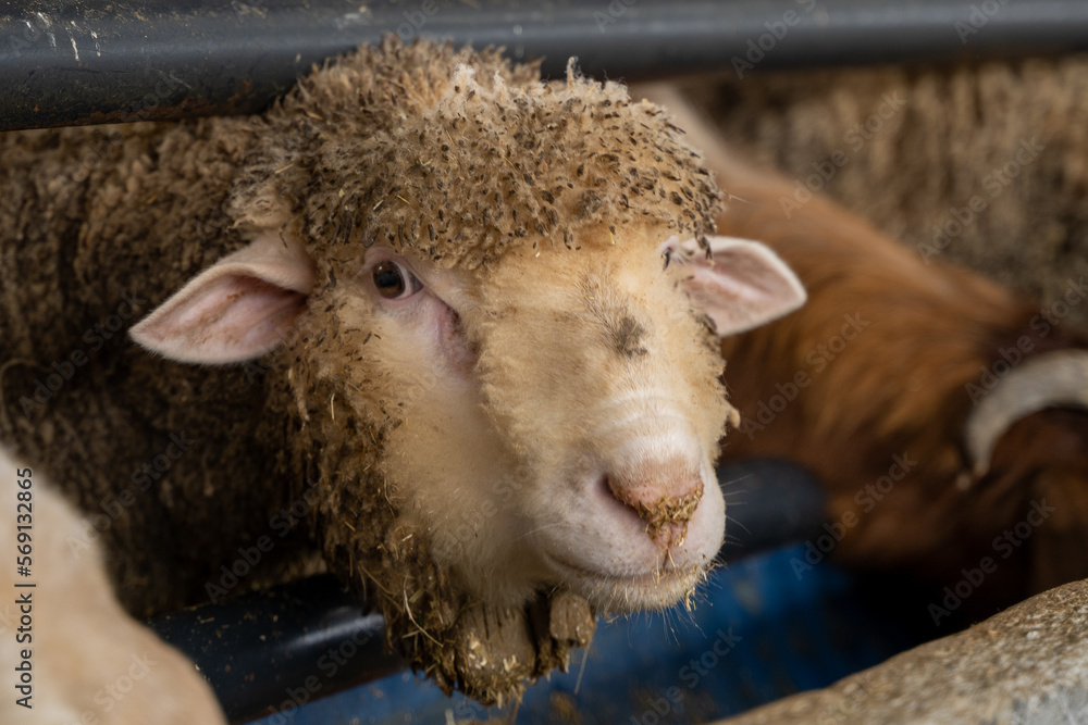 Head of woolly sheep in barn Head of woolly sheep in barn