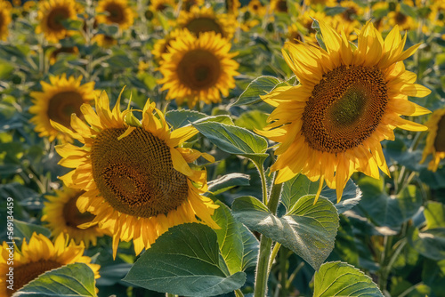 Beautiful sunflowers in the field at sunset. Among other things Ukraine is known for its endless fields of sunflowers.