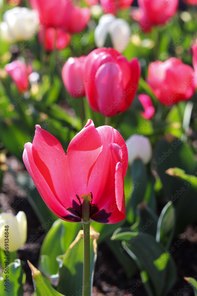 Fototapeta premium Colourful tulip flower plant, flower photography