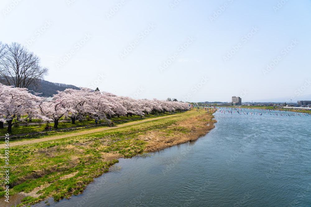 Tenshochi Park along the Kitakami River in springtime sunny day morning. Rural scene with beauty full bloom pink sakura flowers. Kitakami, Iwate Prefecture, Japan Tenshochi Park along the Kitakami River in springtime sunny day morning. Rural scene with beauty full bloom pink sakura flowers. Kitakami, Iwate Prefecture, Japan
