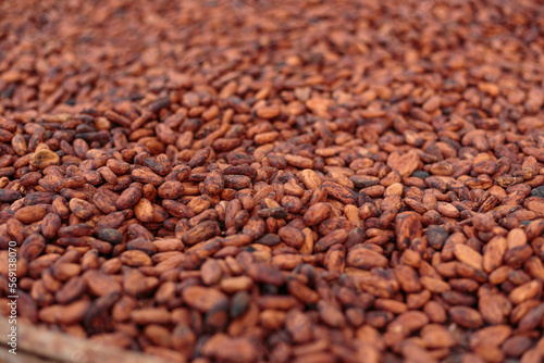 cocoa pods on a shed