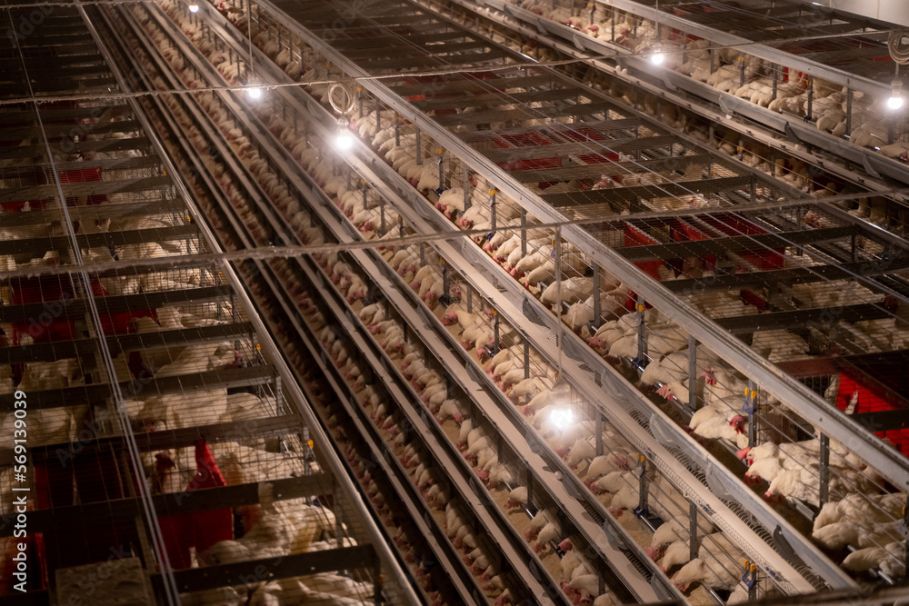 Chickens in Cages in a Poultry Farm