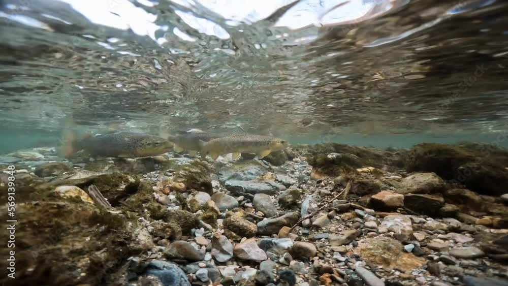 Vidéo Stock Underwater footage of spawning Brown Trout (Salmo trutta