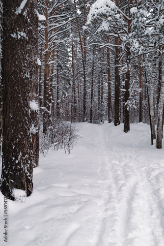 The beautiful snowy forest in winter