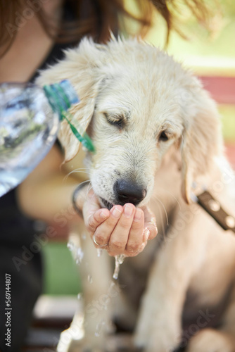 A puppy of a golden retriever drinks water from the owner's hands on a hot summer day. Concept animals, pets, dogs, thirst, dehydration, fever. Close-up of owner watering his dog outdoors