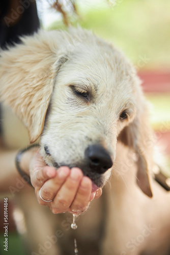 Fototapeta Naklejka Na Ścianę i Meble -  A puppy of a golden retriever drinks water from the owner's hands on a hot summer day. Concept animals, pets, dogs, thirst, dehydration, fever. Close-up of owner watering his dog outdoors