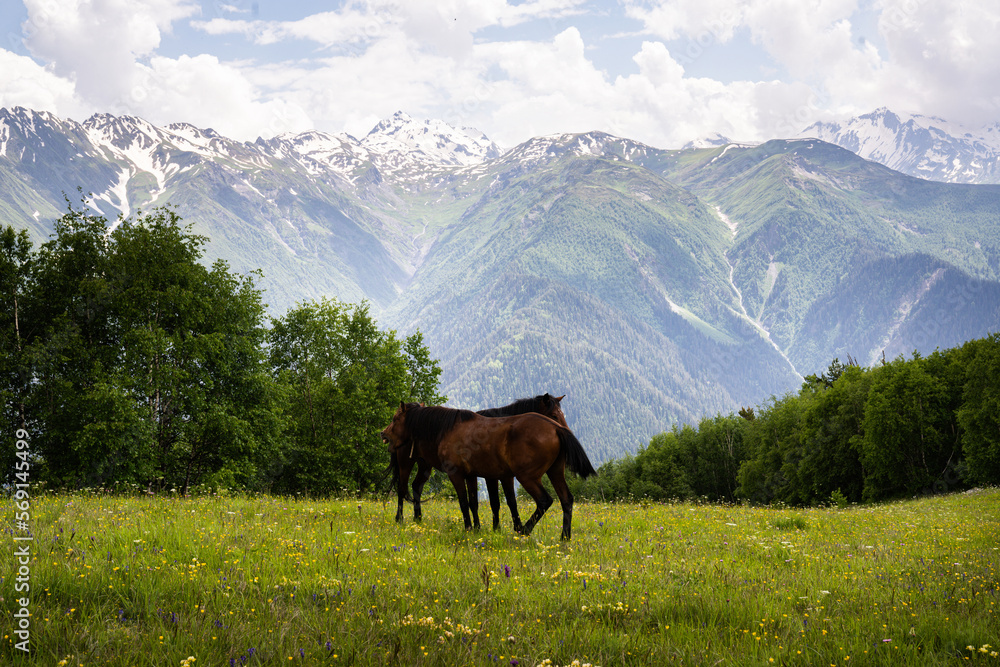 Obraz premium Mountains Georgia Mestia Svaneti beautiful place Horse 