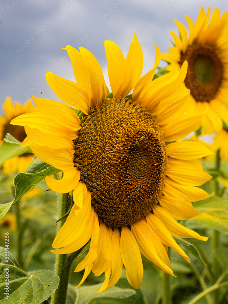 Naklejka premium Sonnenblume Feld Sunflower 