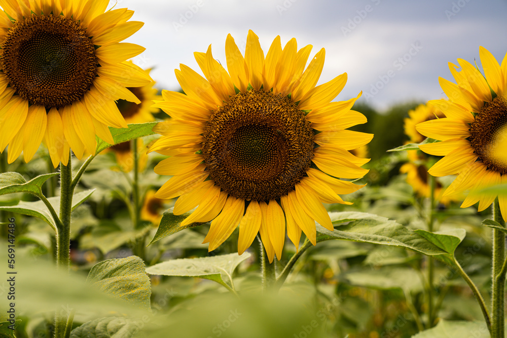 Fototapeta premium Sonnenblume Feld Sunflower 