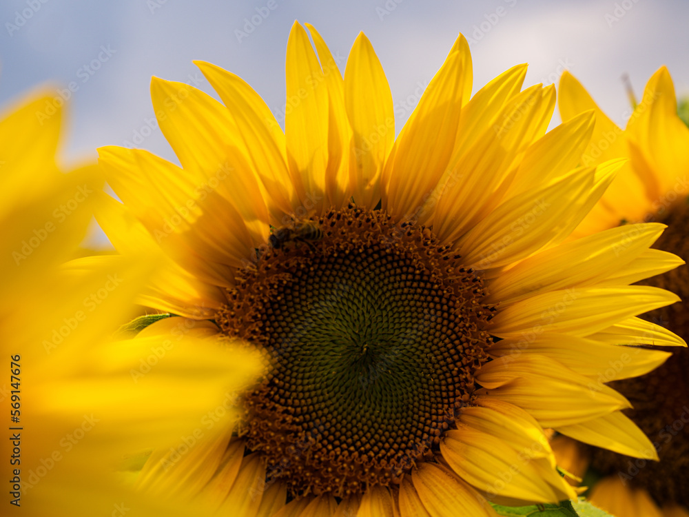 Naklejka premium Sonnenblume Feld Sunflower 
