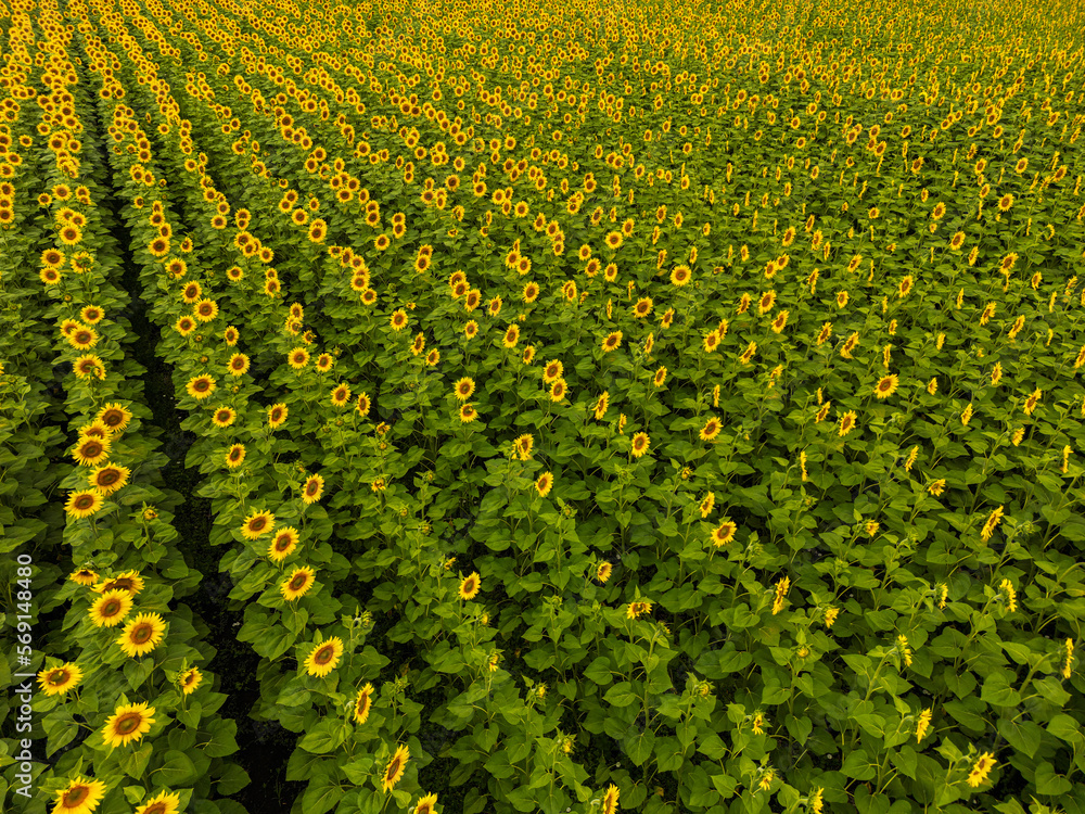 Sonnenblumen Feld Sunflower 