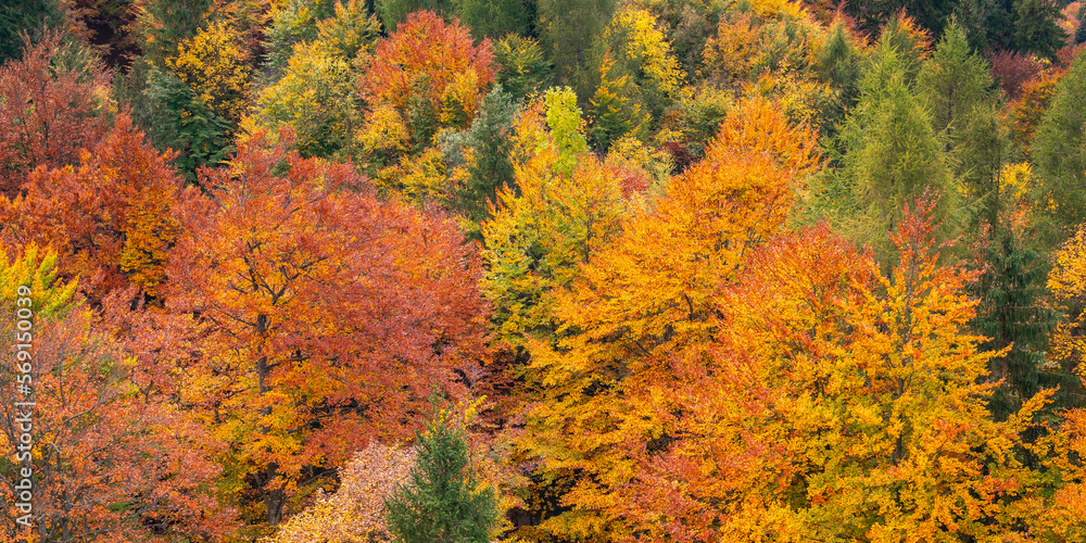 Autumn Mixed Forest, Bavarian Alps, Hohenschwangau, Füssen, Ostallgäu, Bavaria, Germany, Europe Autumn Mixed Forest, Bavarian Alps, Hohenschwangau, Füssen, Ostallgäu, Bavaria, Germany, Europe