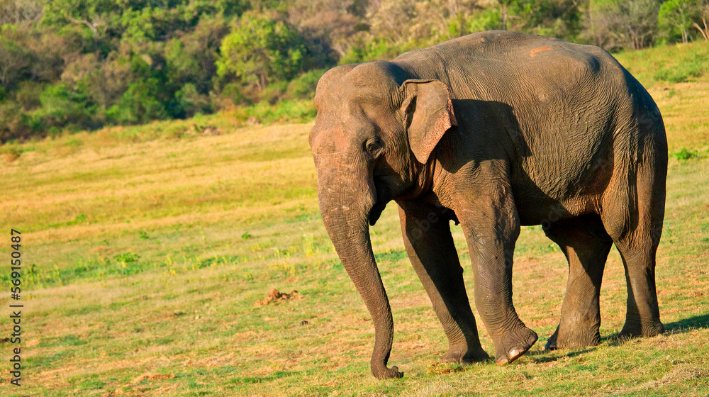 Fototapeta premium Sri Lankan Elephant, Elephas maximus maximus, Wilpattu National Park, Sri Lanka, Asia