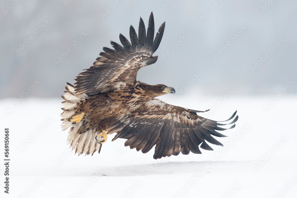 Fototapeta premium White-tailed eagle on the snow in winter