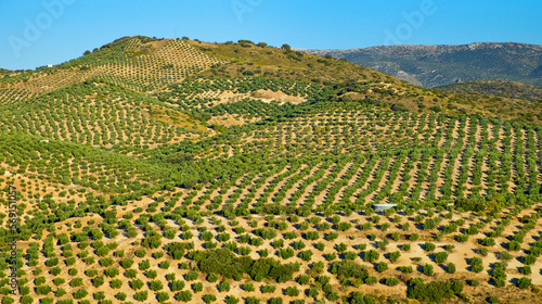 Olive Grove Land, Piñar, Granada, Andalucía, Spain, Europe