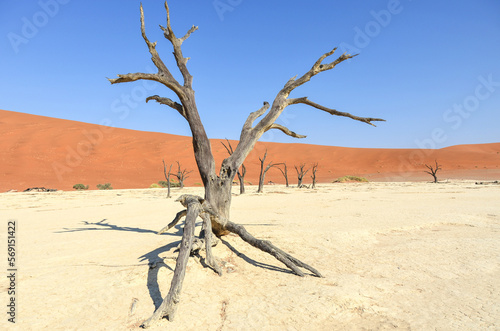 Deadvlei  Namib Desert