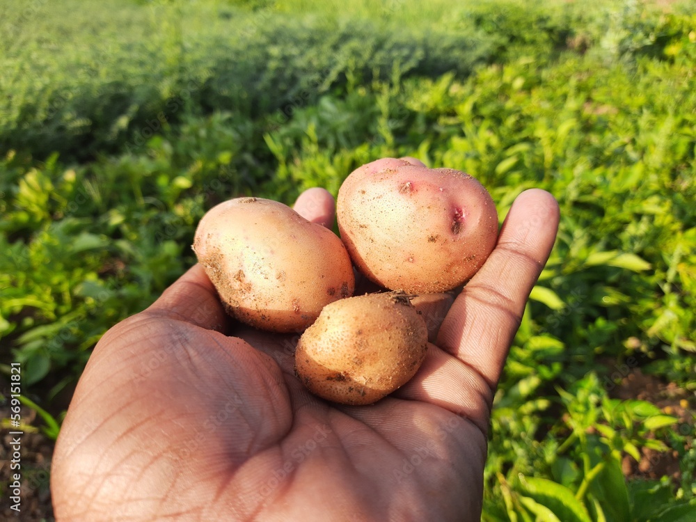 Potato in the vegetable garden. This a most popular vegetable in all over world. The potato is a starchy food. It a tuber of the plant Solanum tuberosum and is a root vegetable. Potato in the vegetable garden. This a most popular vegetable in all over world. The potato is a starchy food. It a tuber of the plant Solanum tuberosum and is a root vegetable.