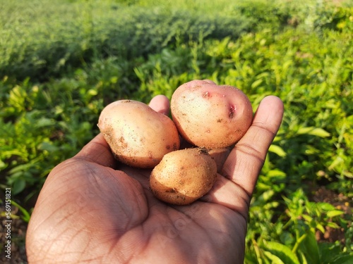Potato in the vegetable garden. This a most popular vegetable in all over world. The  potato  is a  starchy  food. It a  tuber  of the  plant  Solanum tuberosum  and is a  root vegetable. 