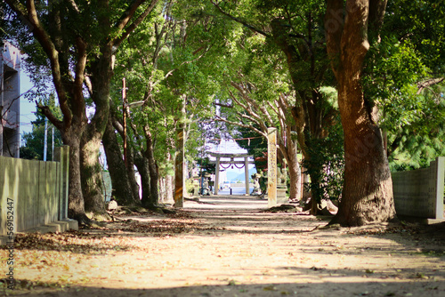 瀬戸内海の小さな島の神社　木漏れ日の降り注ぐ参道やご神木