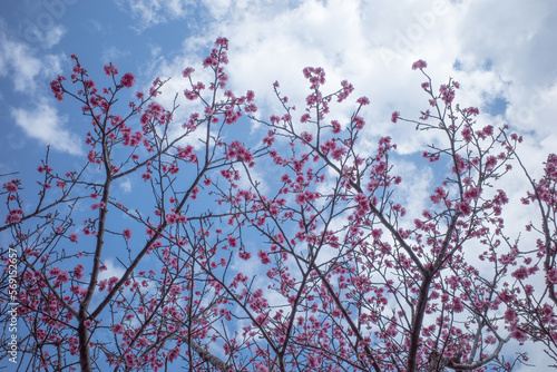 沖縄で日本一早く開花するピンク色の寒緋桜の花
