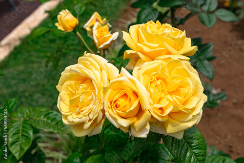 yellow roses blooming  with green leaves background