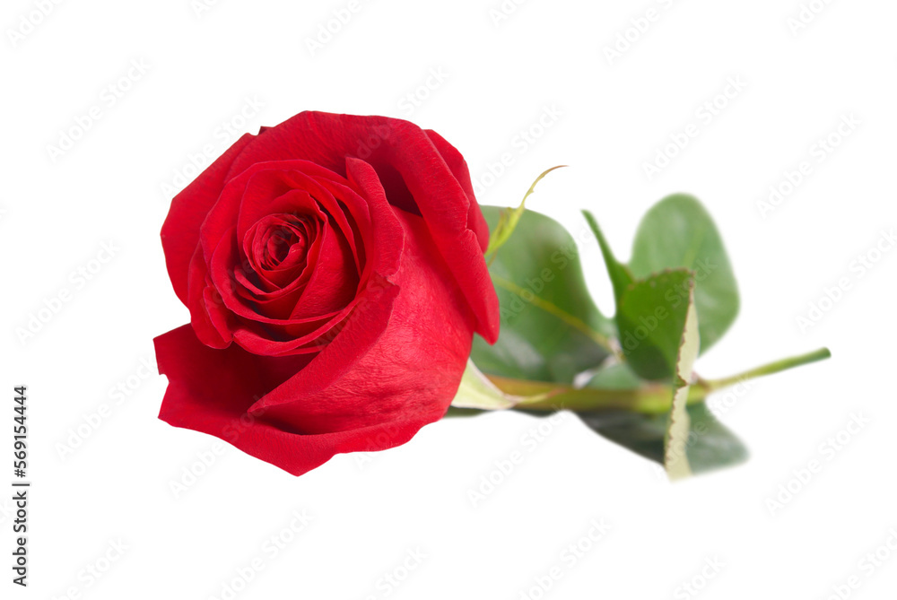Red rose flower in PNG isolated on transparent background Red rose flower in PNG isolated on transparent background