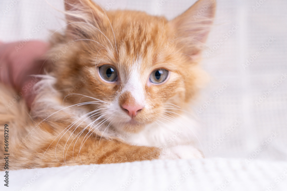 Portrait of beautiful orange ginger fluffy longhair mongrel cat kitten kitty pet sitting on white cotton plaid at home.