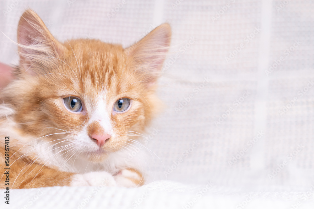 Portrait of gorgeous orange ginger fluffy longhair mongrel cat kitten pussycat lying on white cotton plaid at home.