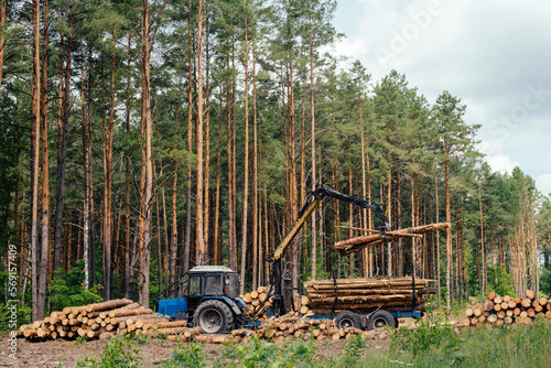Harvester working in a forest. Harvest of timber. Firewood as a renewable energy source. forestry