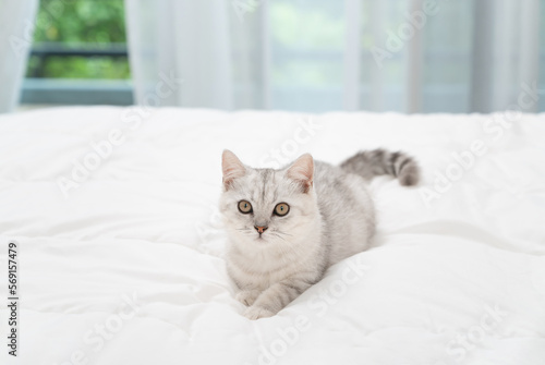 Wallpaper Mural Small Scottish kitten lying down on white bed of relaxing and cozy wellbeing in home. Torontodigital.ca